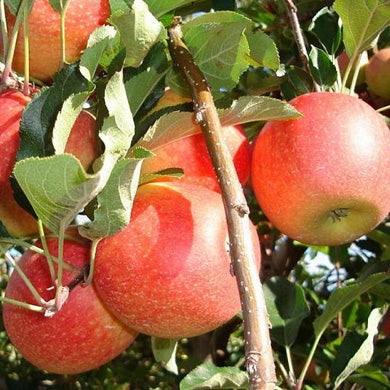 Apple Tree Gala Dessert Self Fertile