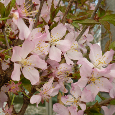 Pot Grown Prunus nipponica Ruby Dwarf Flowering Japanese Cherry Tree