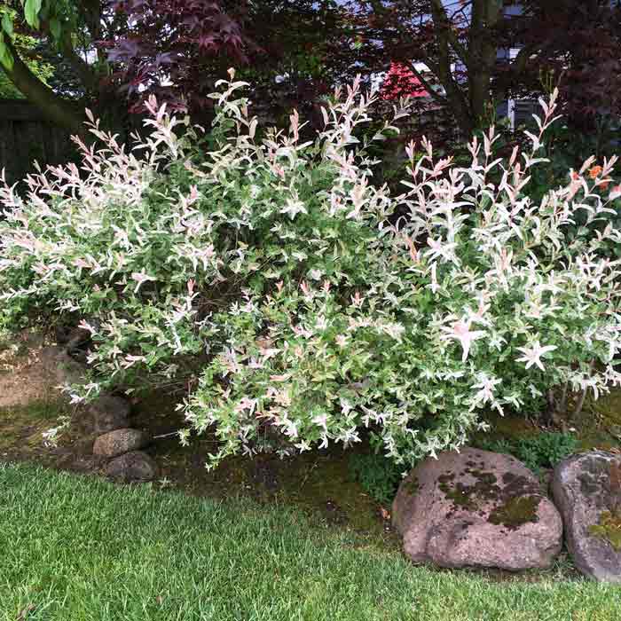 Salix integra 'Hakuro-Nishiki' Dappled Willow