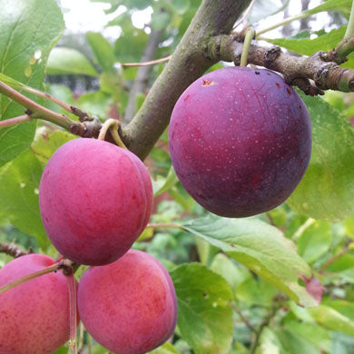Patio Opal Plum Tree 100-125cm Self Fertile - Pot
