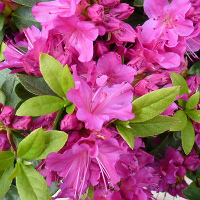 Azalea Violetta Evergreen Hybrid