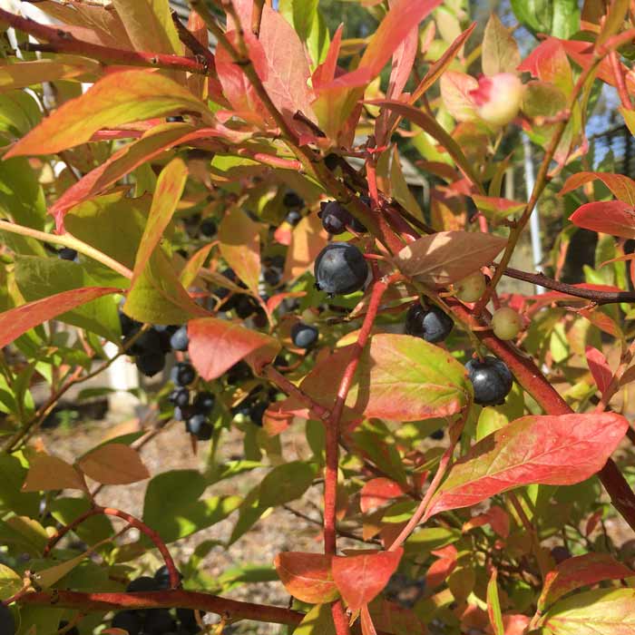 Blueberry Ozark Blue 20/40cm Pot Grown (Vaccinium corymbosum 'Ozark Blue')