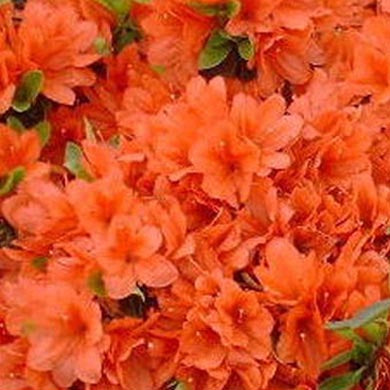 Azalea Orange Beauty Evergreen