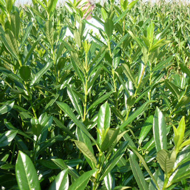 Cherry Laurel Bareroot Hedge Prunus laurocerasus Caucasica 60-90cm
