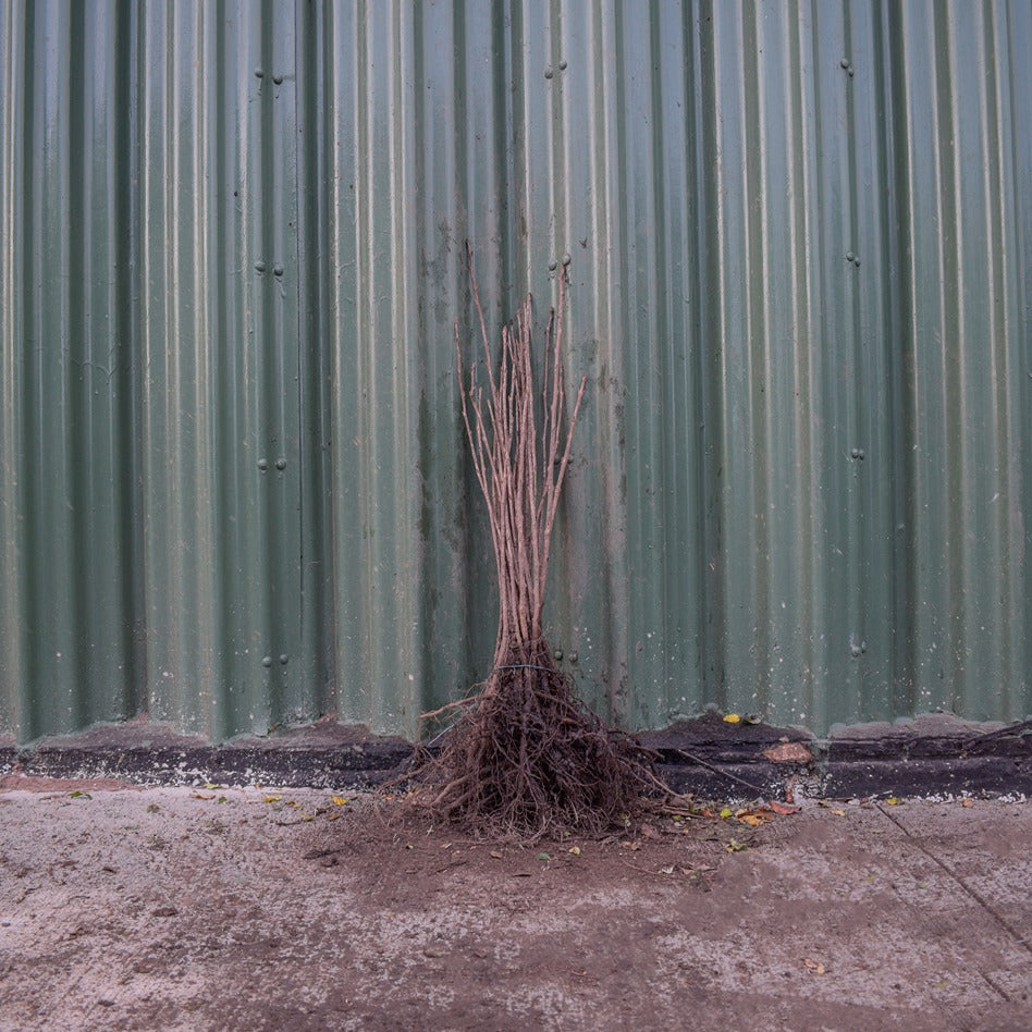 Wild Cherry 40/60cm Bare Root (Prunus avium)