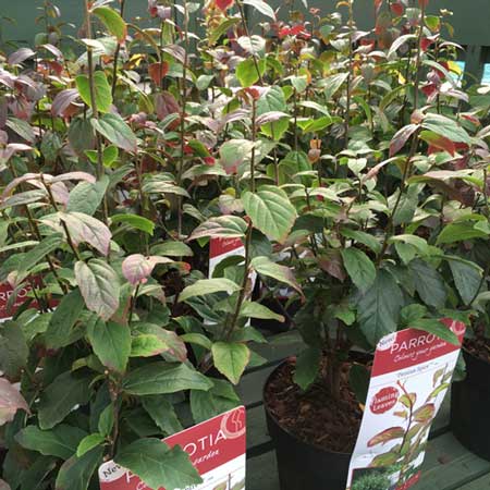 Persian Ironwood - Parrotia Persica Spire