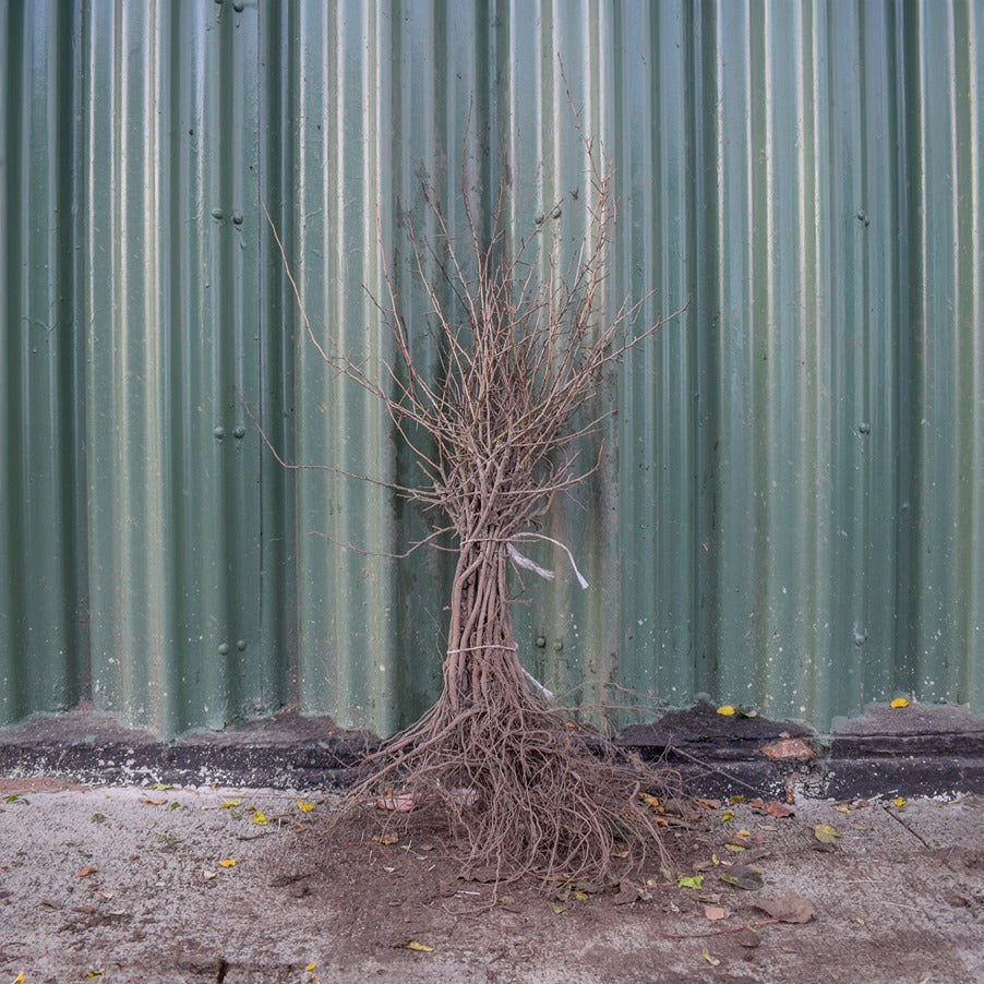 Wild Pear 40/60cm Bare Root (Pyrus communis)