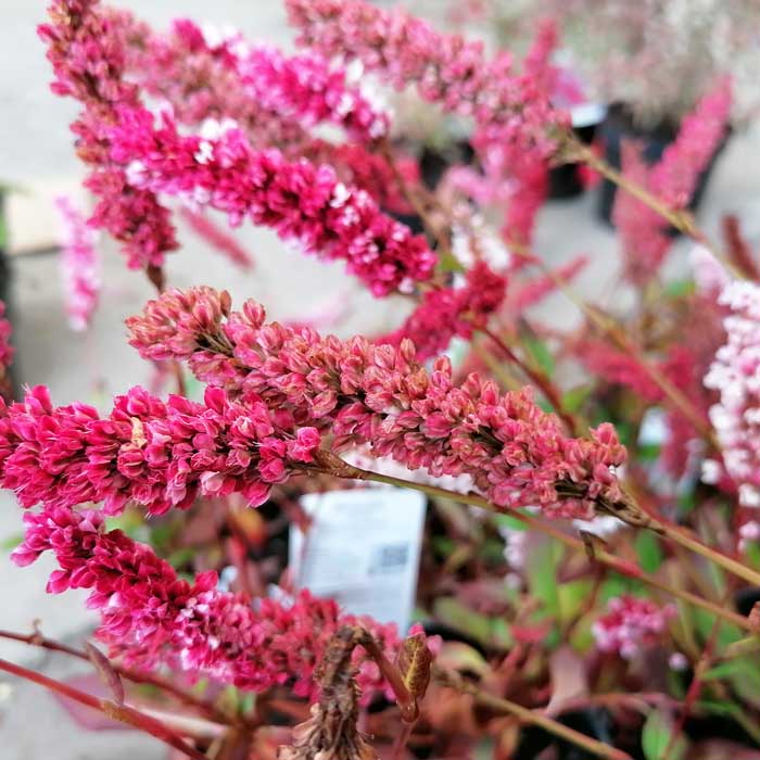 Persicaria affinis Darjeeling Red