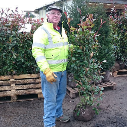 Photinia Red Robin 120/150cm Root Ball (Photinia x fraseri)
