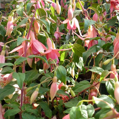 Fuchsia Phyllis Hardy