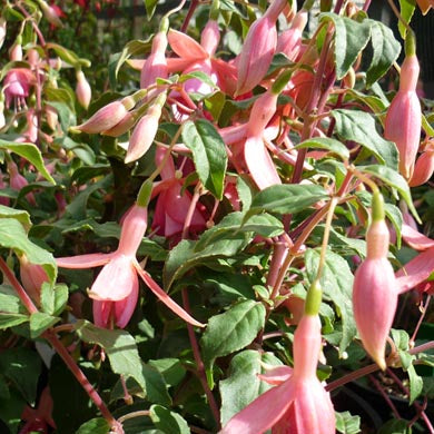 Fuchsia Phyllis Hardy