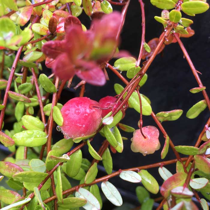 Cranberry Plant Pilgrim Vaccinium macrocarpon