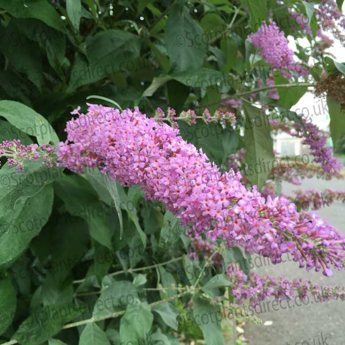 Buddleja Pink Delight Butterfly Bush