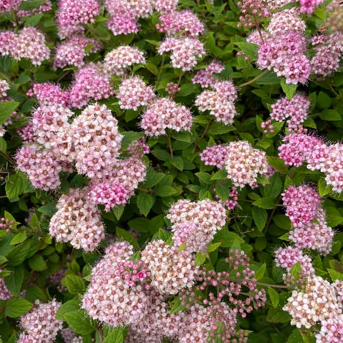 Spiraea Little Princess