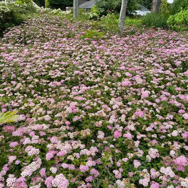 Spiraea Little Princess