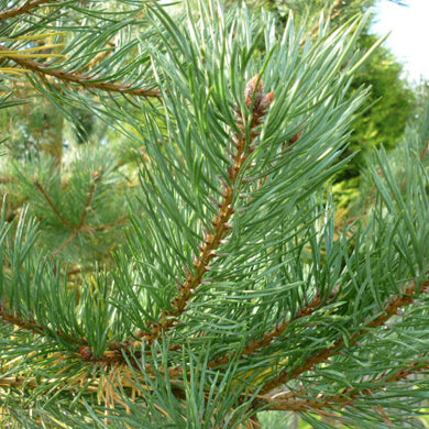 Pinus sylvestris Scots Pine 20-30cm P9 Pot
