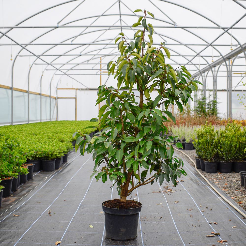 Portuguese Laurel - Prunus Lusitanica 90/120cm Pot Grown