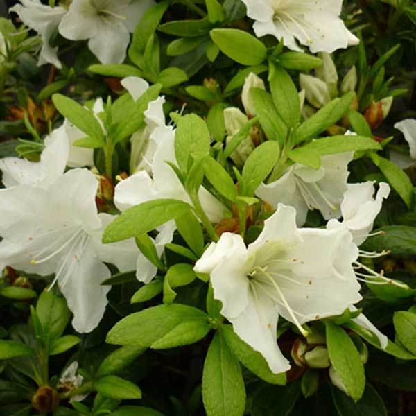 Azalea Pleasant White Dwarf Rhododendron