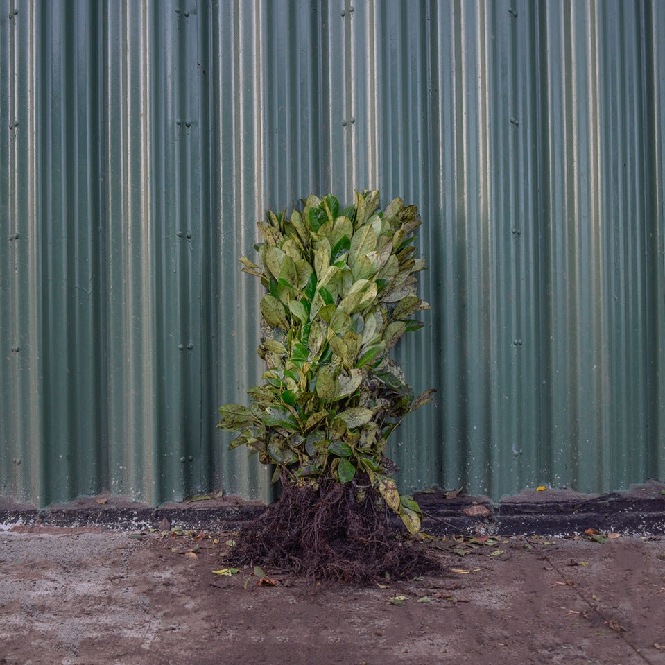 Common Laurel 20/40cm Bare Root (Prunus laurocerasus 'Rotundifolia')