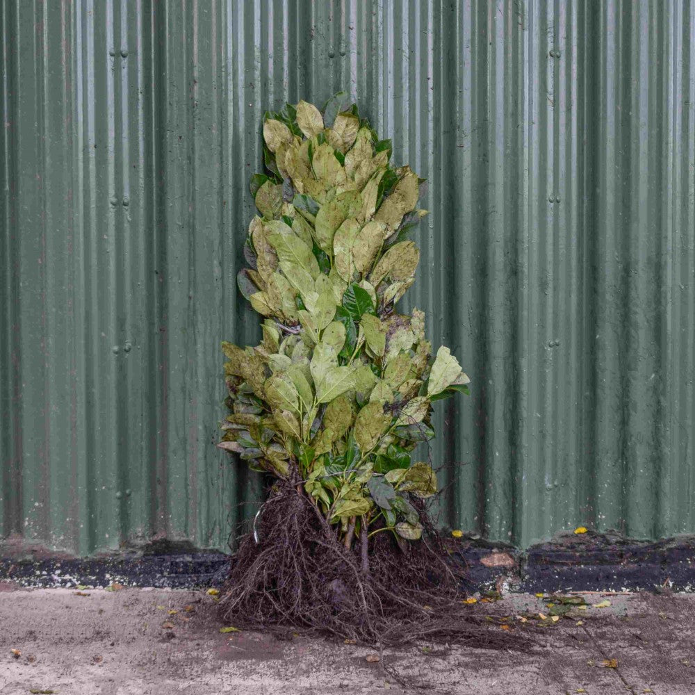 Common Laurel 40/60cm Bare Root (Prunus laurocerasus 'Rotundifolia')