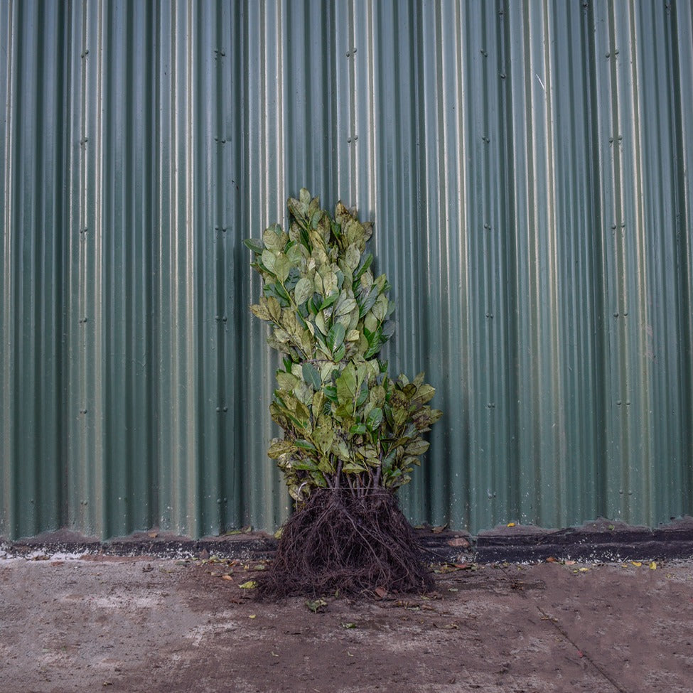 Common Laurel 60/90cm Bare Root (Prunus laurocerasus 'Rotundifolia')