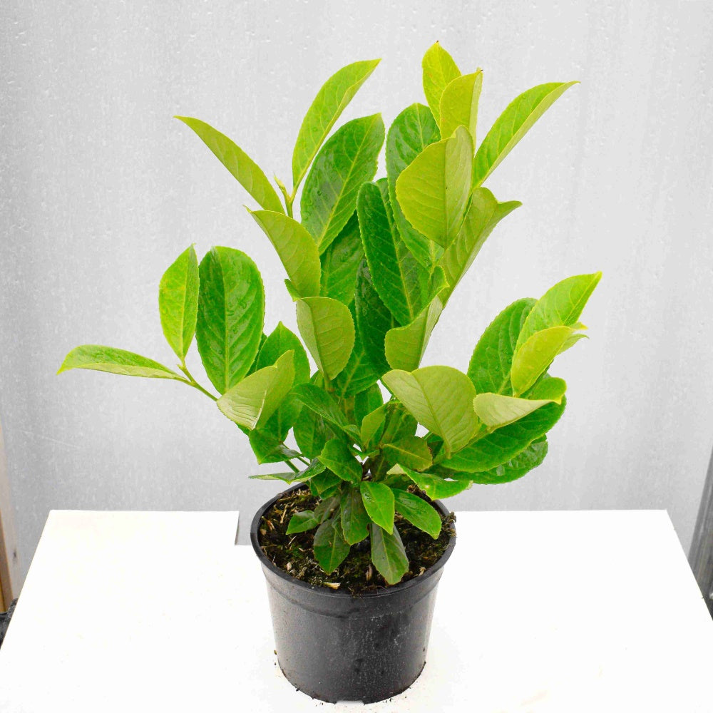 40/60cm 3L Pot Grown Common Laurel Prunus laurocerasus Rotundifolia