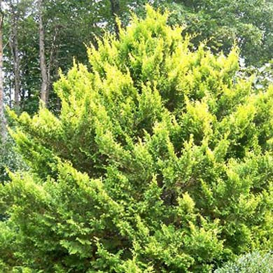 Conifer Chamaecyparis pisifera Plumosa Aurea Dwarf