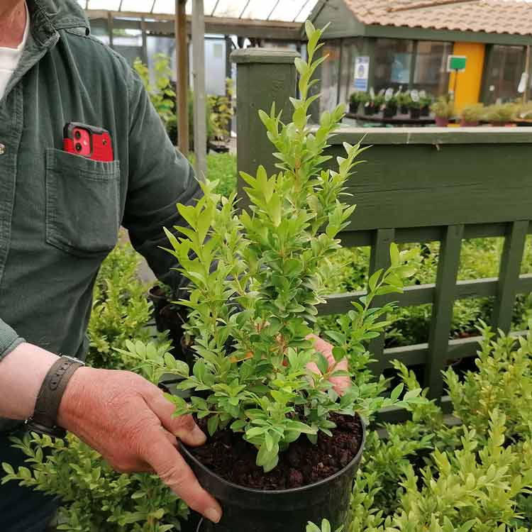 2 Litre 30cm Pot Grown Buxus Sempervirens Box Hedging