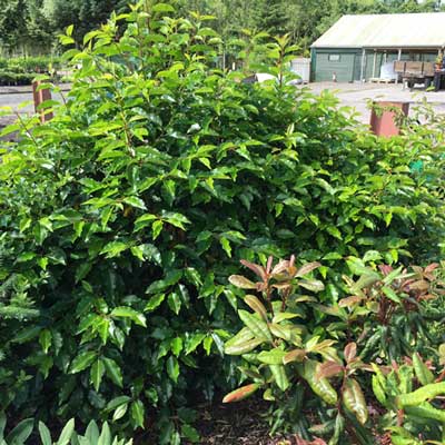 Portuguese Laurel 20/30cm (Prunus Lustanica)