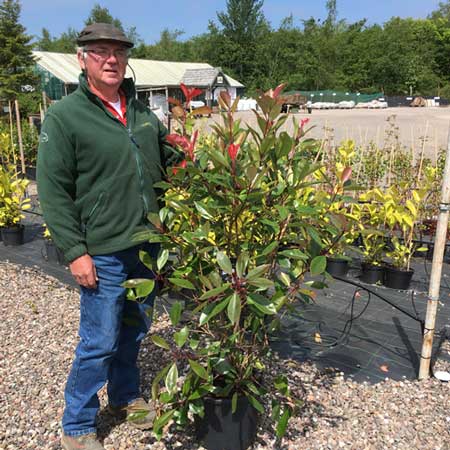 4-5ft Photinia x fraseri Red Robin Hedge