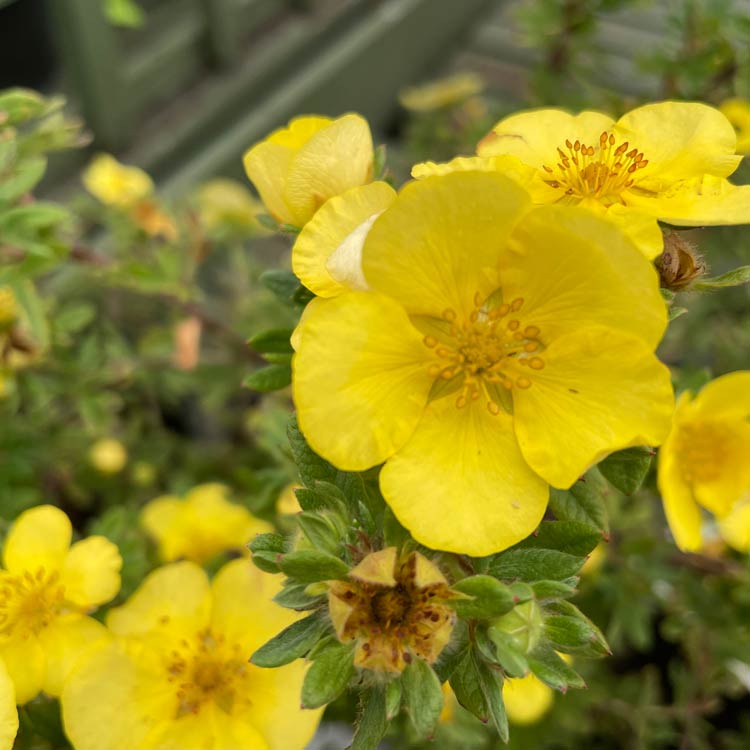 Potentilla Elizabeth Yellow Flowers