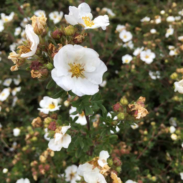 Potentilla Abbotswood White Flowers