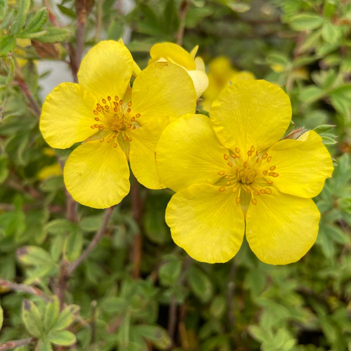 Potentilla Elizabeth Yellow Flowers
