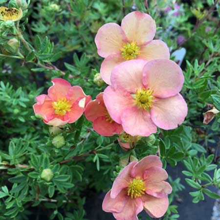 Potentilla Grace Darling Pink Flowers