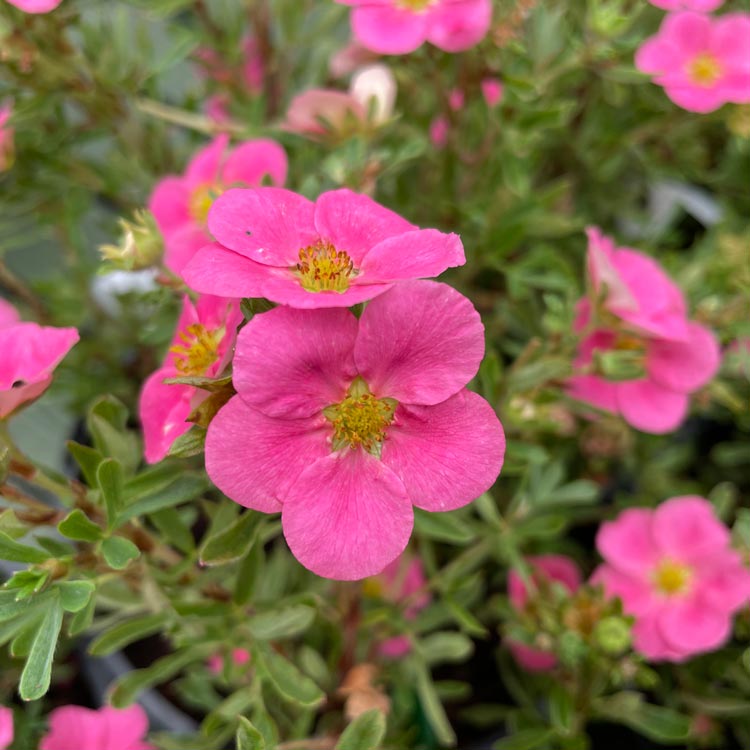 Potentilla New Dawn Pink Flowers