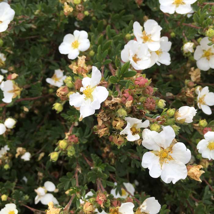 Potentilla Abbotswood White Flowers