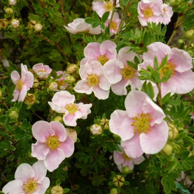 Potentilla Princess Pink Flowers
