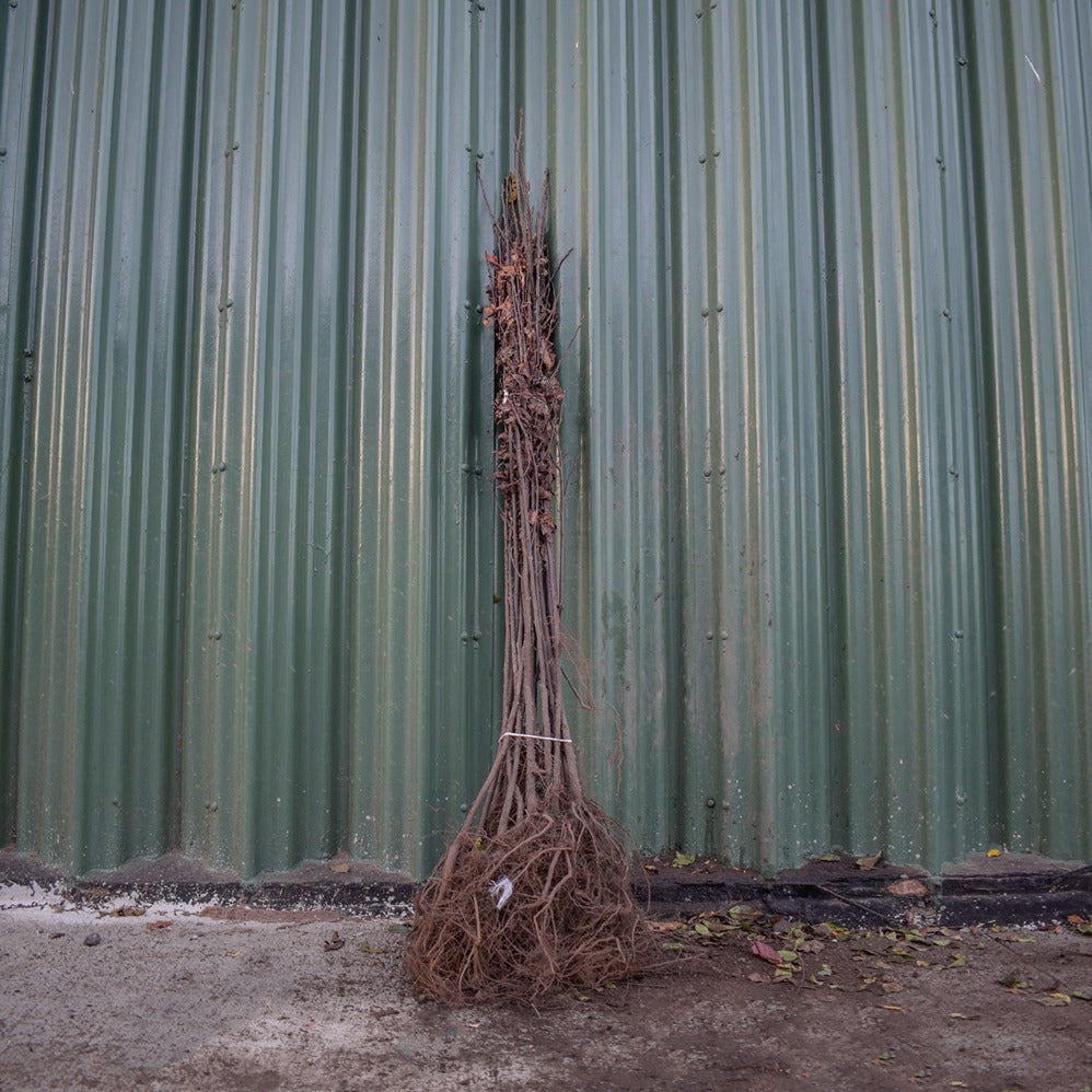 Bird Cherry 100/125cm Bare Root (Prunus padus)