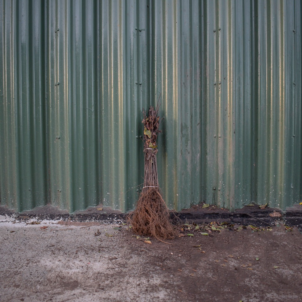 Bird Cherry 60/80cm Bare Root (Prunus padus)