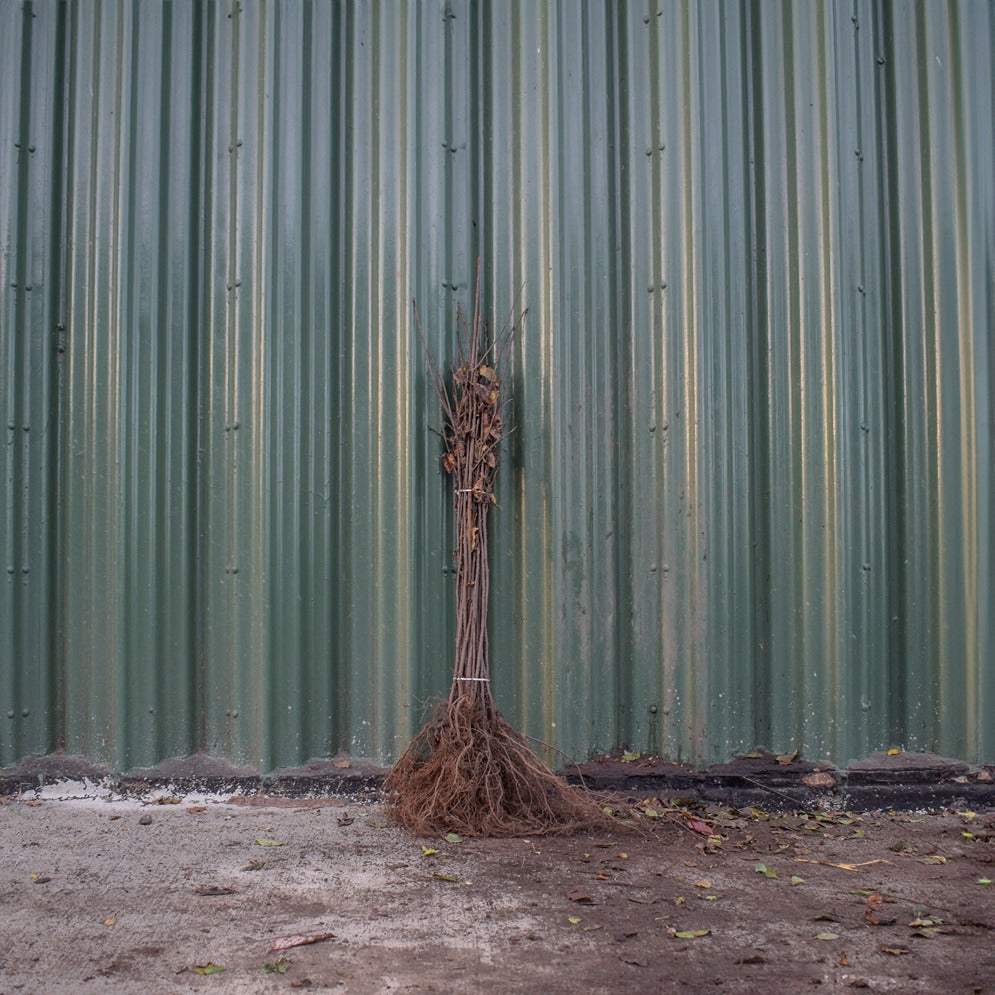 Bird Cherry 80/100cm Bare Root (Prunus padus)