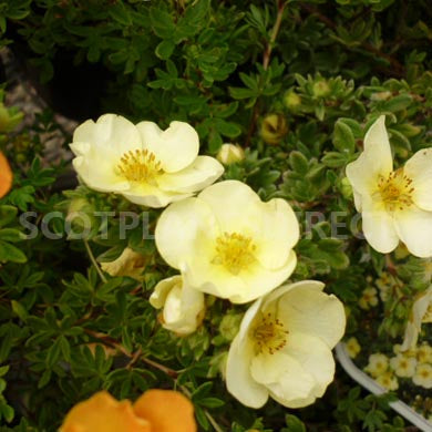 Potentilla Primrose Beauty Pale Yellow