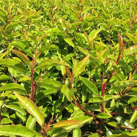 Portuguese Laurel 20/30cm (Prunus Lustanica)
