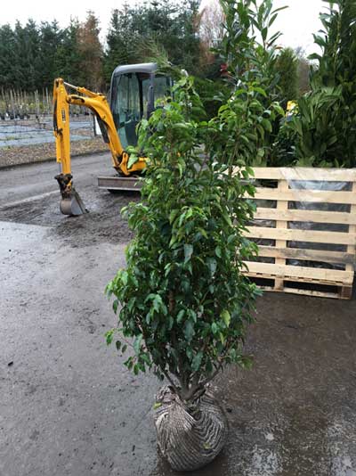 Portuguese Laurel 120/150cm Root Ball (Prunus lusitanica)