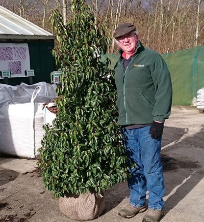 Portuguese Laurel 150/175cm Root Ball (Prunus lusitanica)