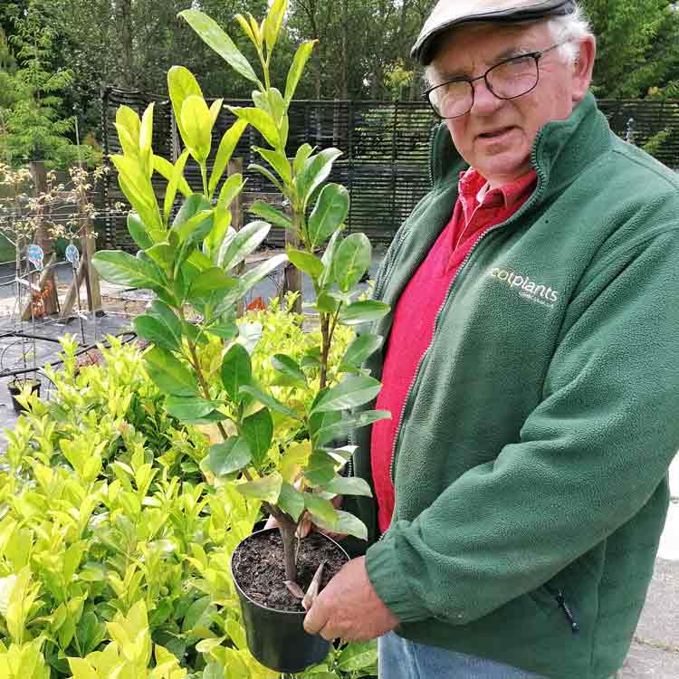 90-120cm Pot Grown Common Laurel Prunus laurocerasus rotundifolia Hedge