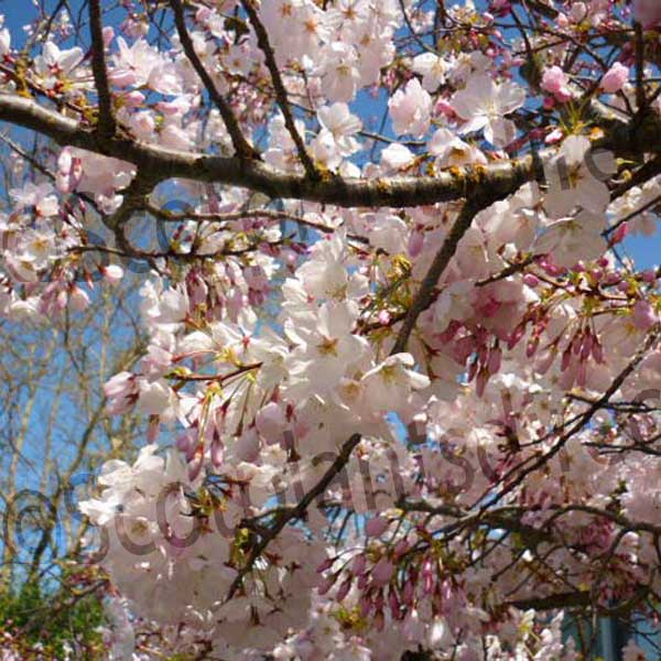 Prunus × yedoensis Japanese Cherry Tree 5-6ft