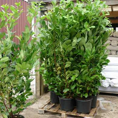 150-175cm Pot Grown Common Laurel Prunus laurocerasus Rotundifolia