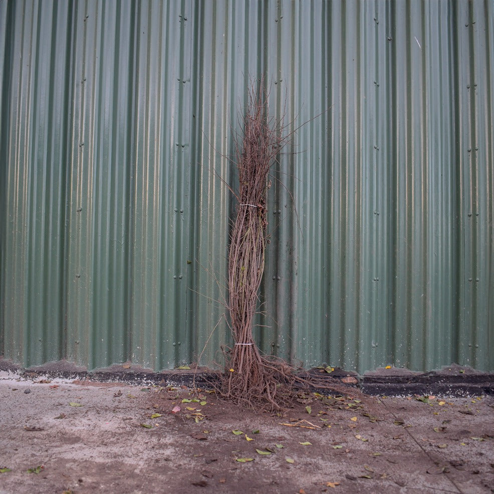 Blackthorn 100/125cm Bare Root (Prunus spinosa)