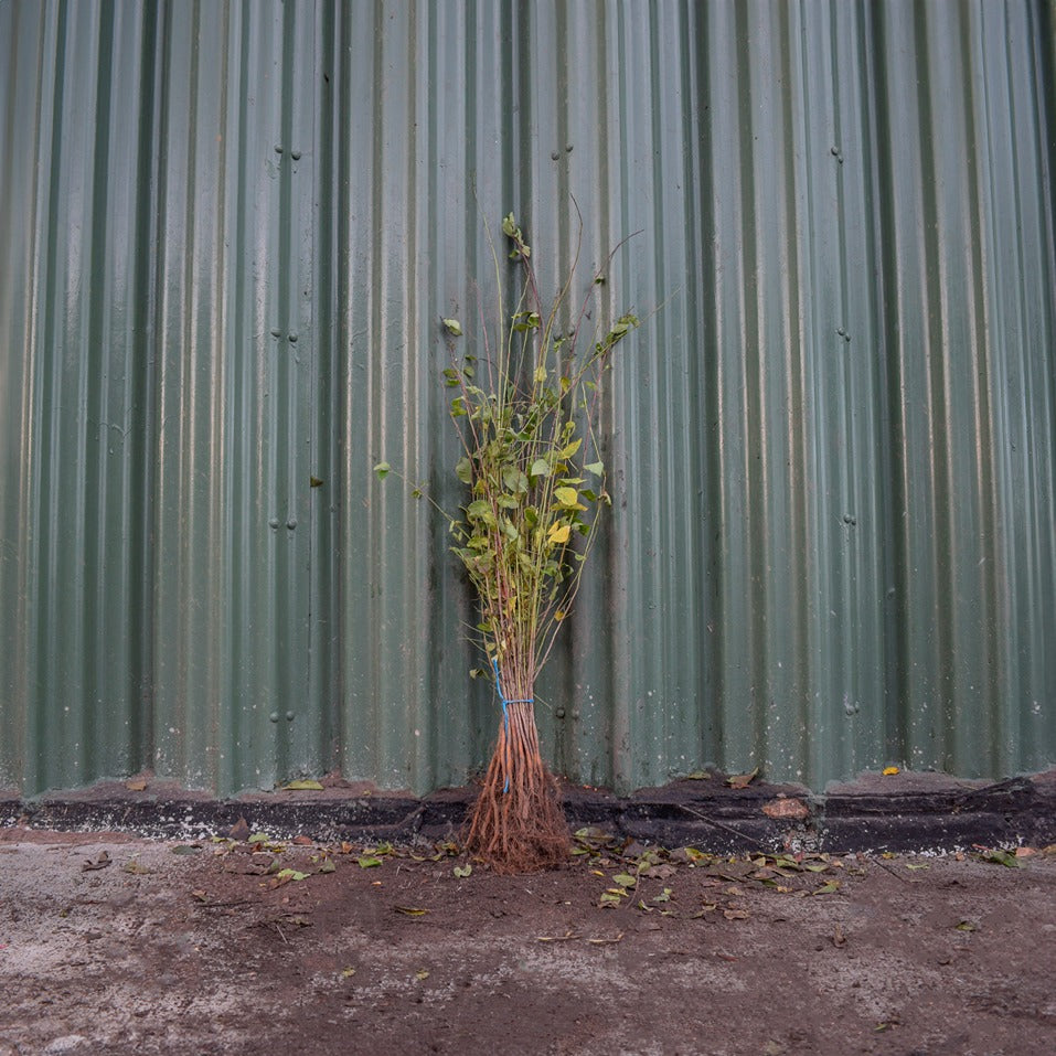 Blackthorn 60/80cm Bare Root (Prunus spinosa)
