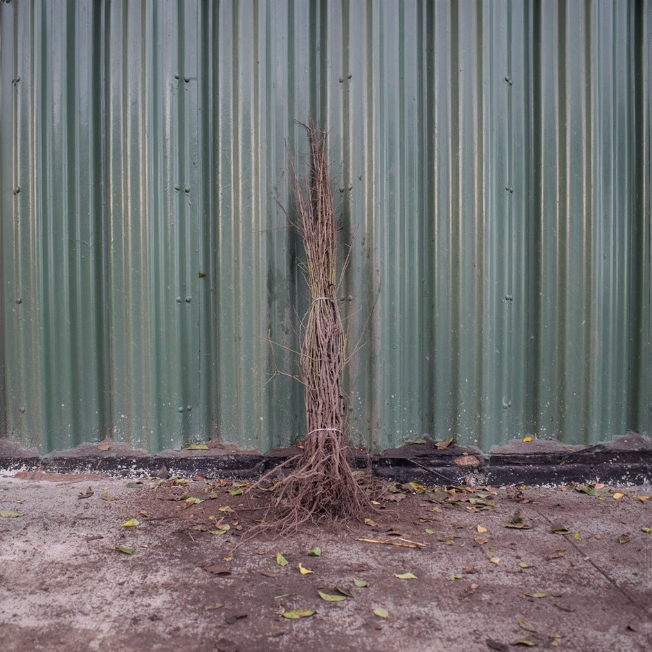 Blackthorn 80/100cm Bare Root (Prunus spinosa)